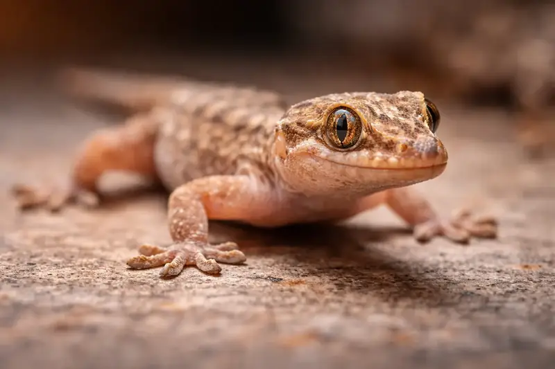 Lizard Control in Mumbai