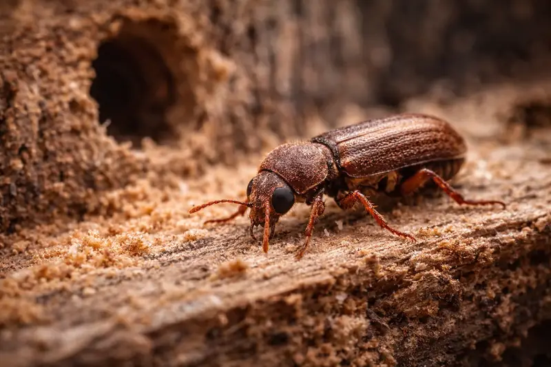 Wood Borer Control in Mumbai